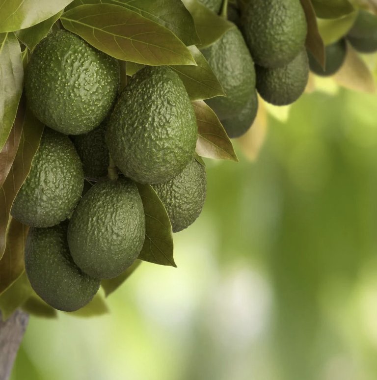 Hass avocados growing at Jnan Harvest
